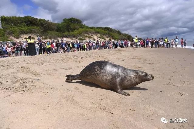 救助搁浅海洋动物,如果遇到海洋生物危险该怎么办