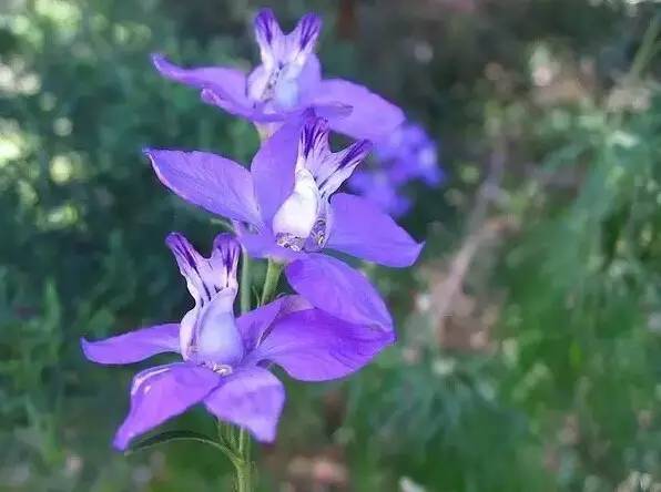 最全的植物辨识方法，辨认植物就靠它