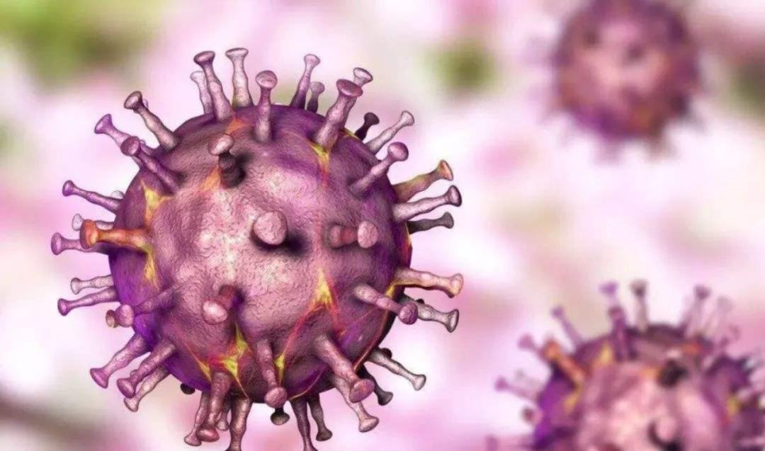 蓝耳毒株对母猪的危害,蓝耳病猪对人有影响吗