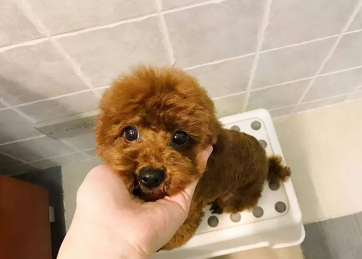 泰迪犬身上长皮屑是什么原因,泰迪狗身上一般会长哪些虫子