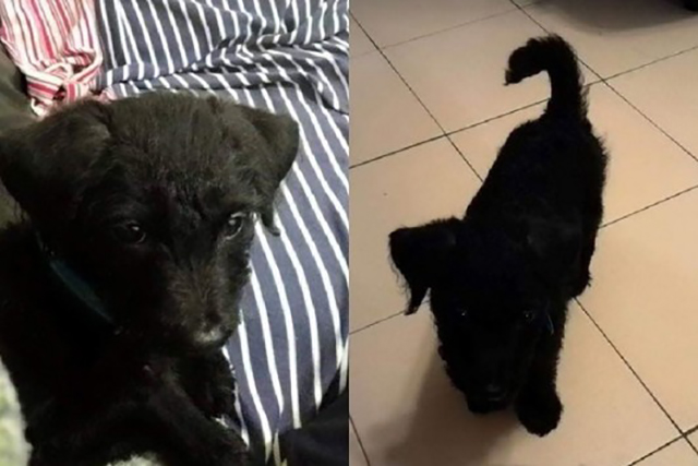 小狗黑色变棕色了,小狗黑毛色变黄怎么回事