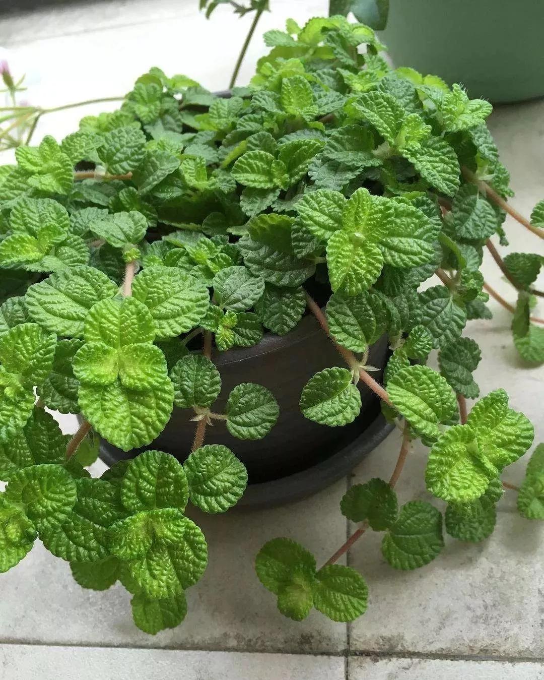 吸甲醛最好的十种花,甲醛潜伏