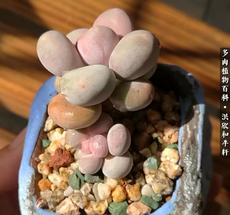 多肉的四季轮回,四季轮回多肉