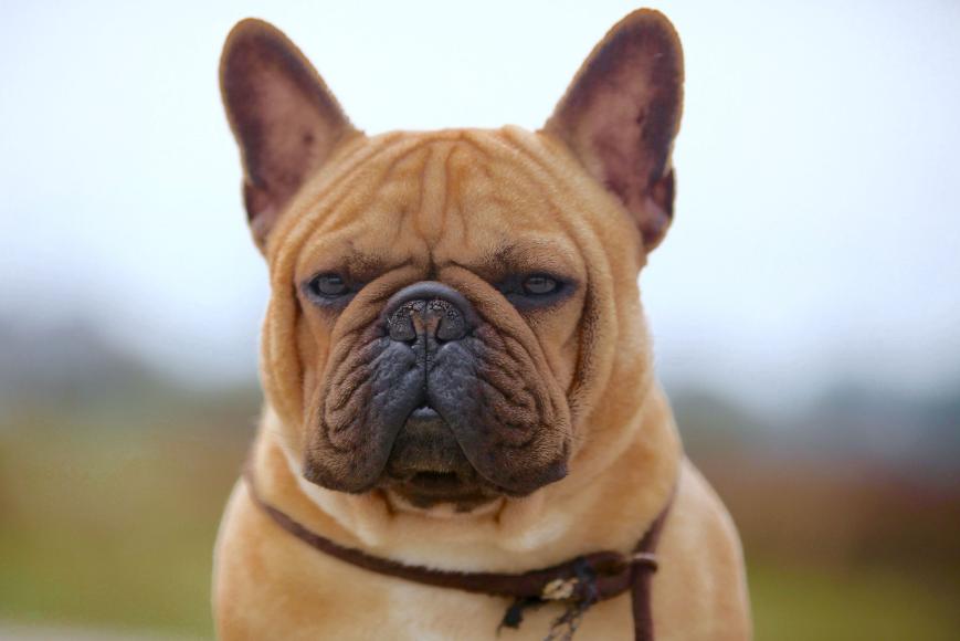 养法国斗牛犬需要注意什么,养法国斗牛犬脏吗