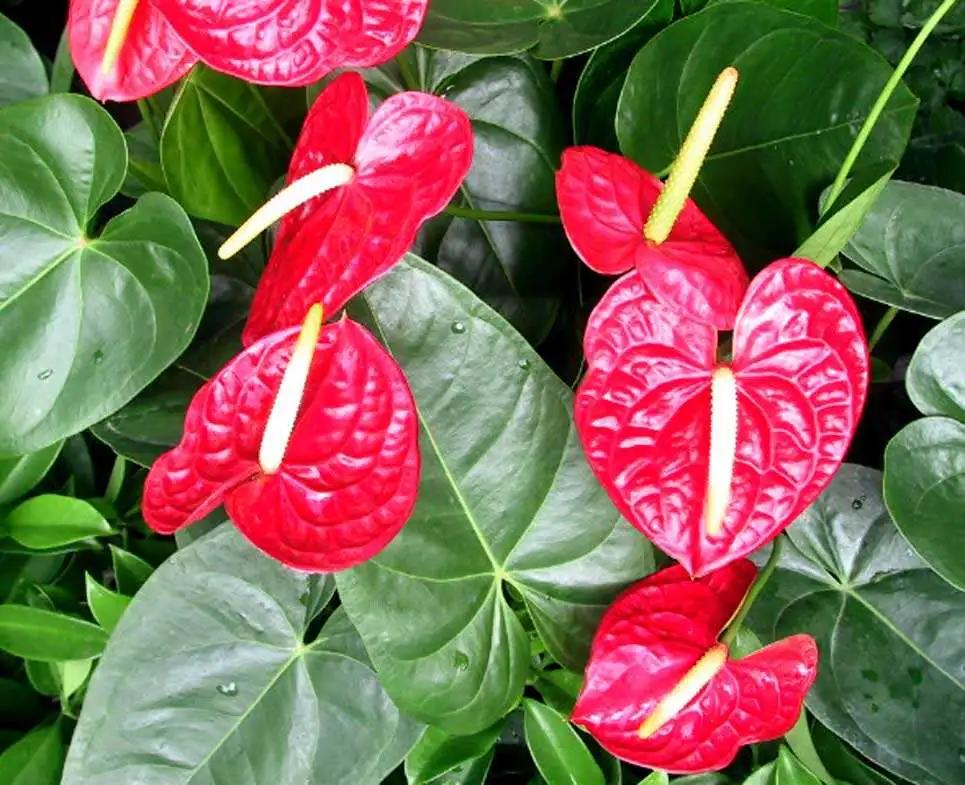 老红掌怎么养才能更旺盛,红掌火鹤怎么养