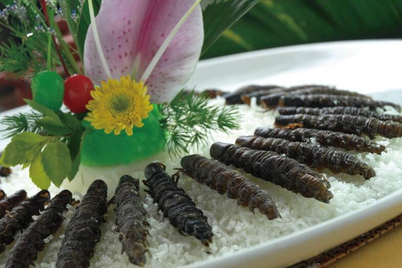 野生养殖蜈蚣,野生蜈蚣可以养殖