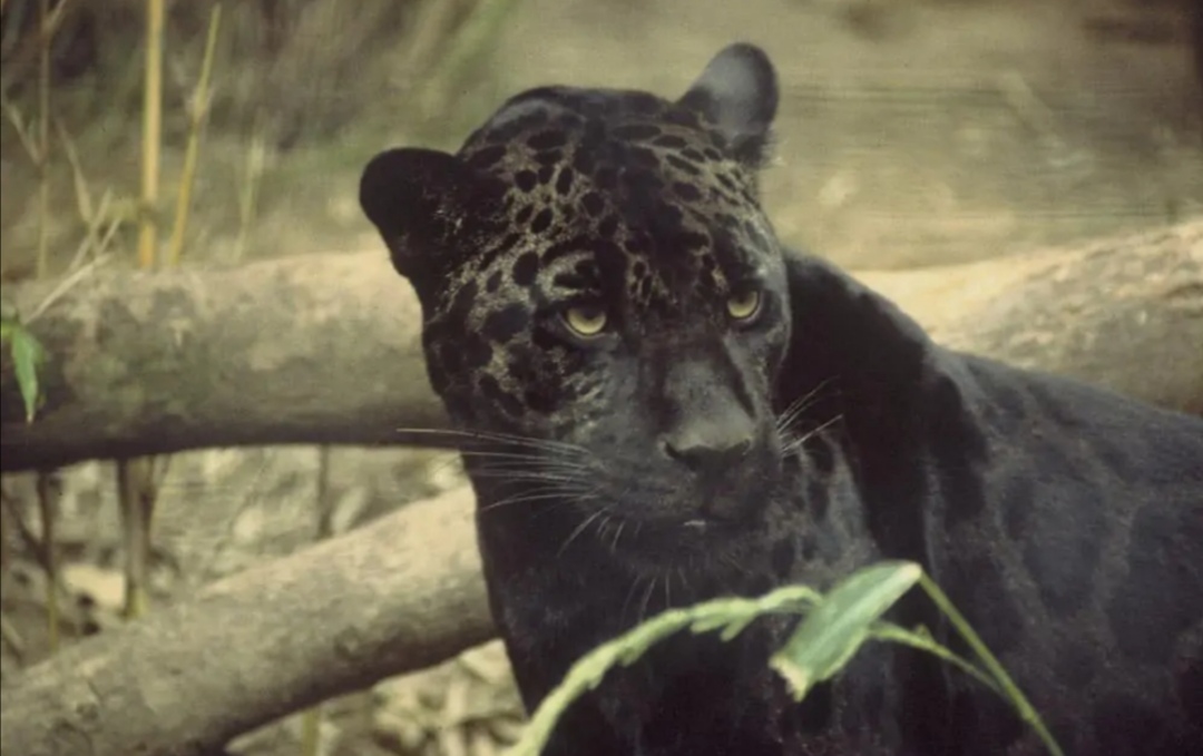 花豹捕食猎豹全过程,猎豹牛羚捕杀技巧