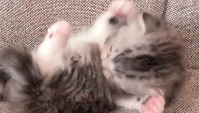 猫咪太小怎么喂,猫咪太小怎么用猫砂