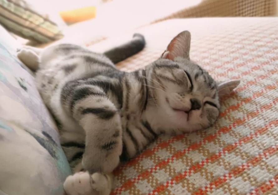 猫突然猝死有先兆吗,猫多久不会猝死