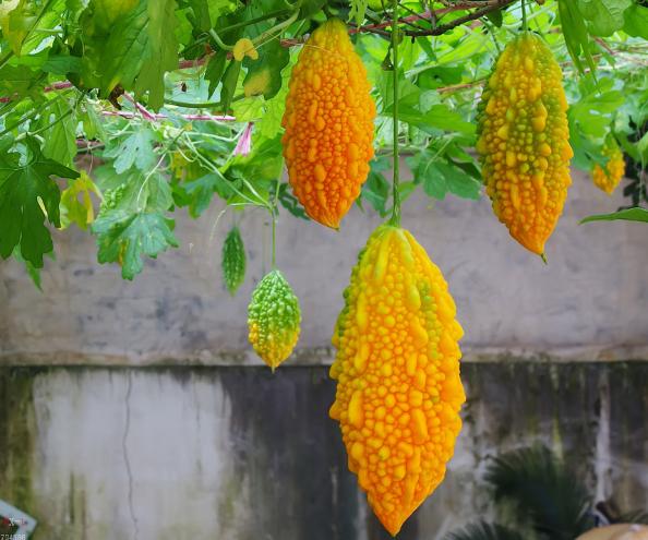 苦瓜的变种,苦瓜最原始的品种