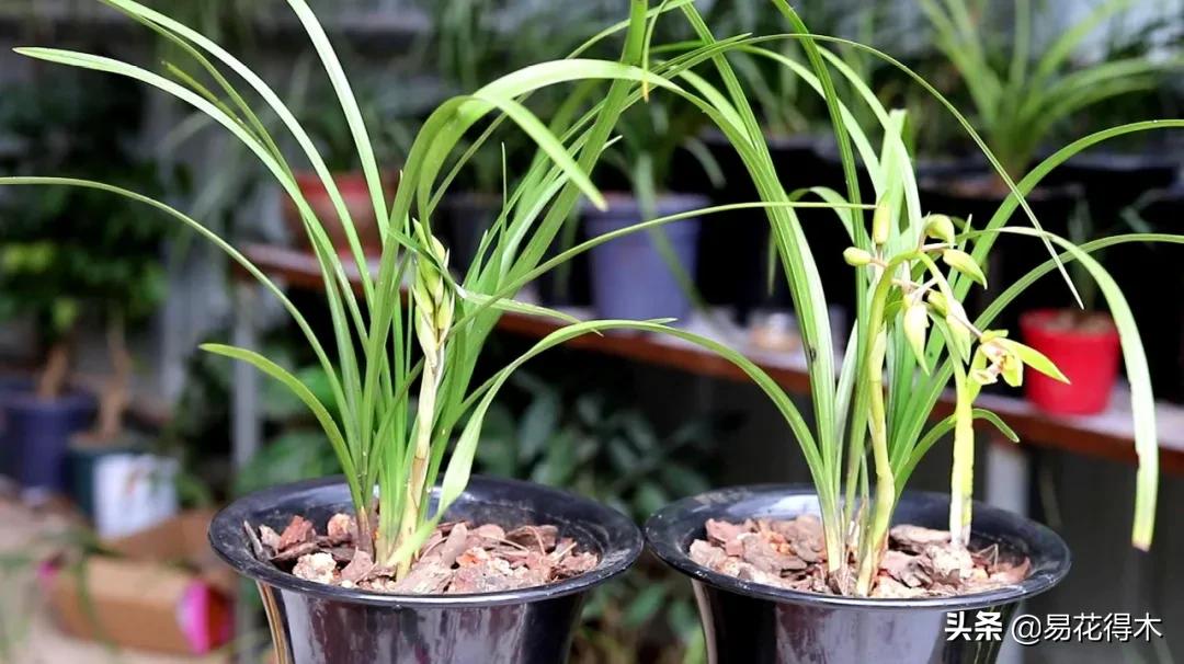 兰花干养根湿养叶怎么理解,兰花喜湿还是喜干