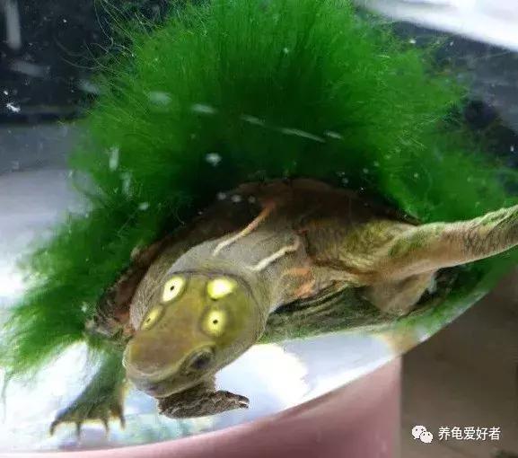 乌龟吃不吃龟粮怎么才能养活,热带龟冬天不用加热棒怎么养活