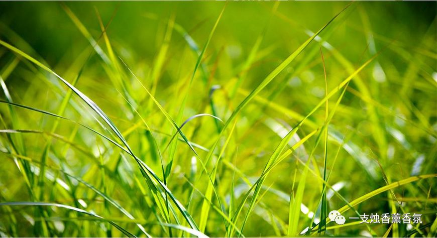 葵花睡眠喷雾有效不,治失眠最有效睡眠喷雾