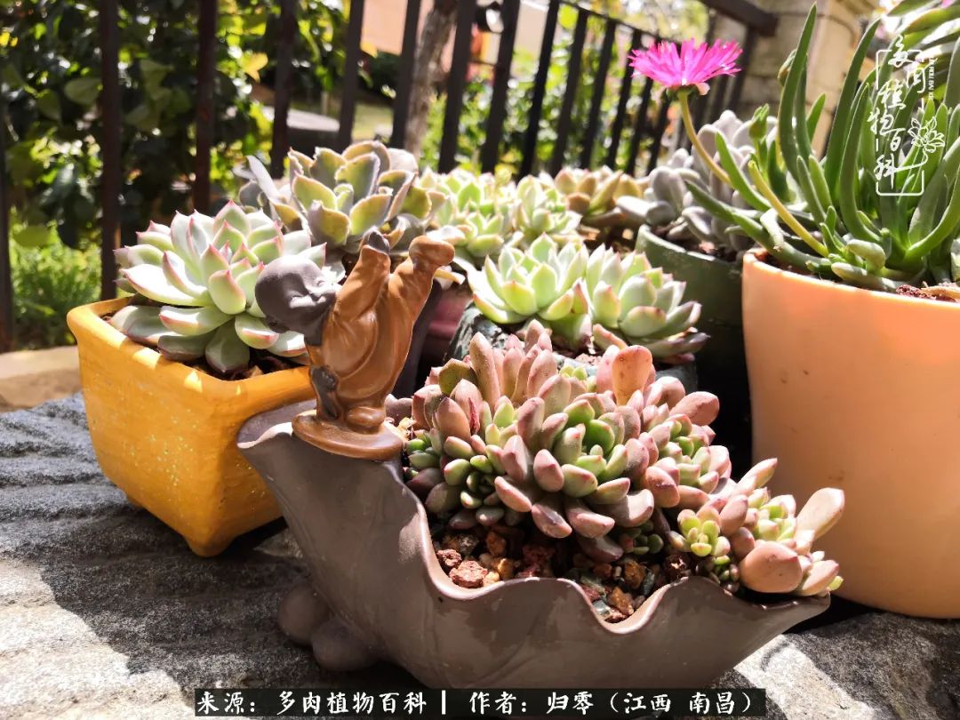 人生转个弯,在小院遇见落入凡间的多肉小精灵