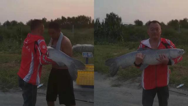 黑坑“肥水”鱼难钓，如何调整？因地制宜分析原因，即可有效避免