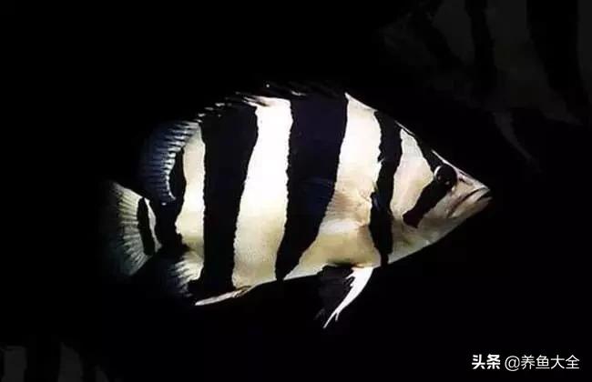 龙鱼混养打架怎么办,龙鱼混养要怎么样才不打架