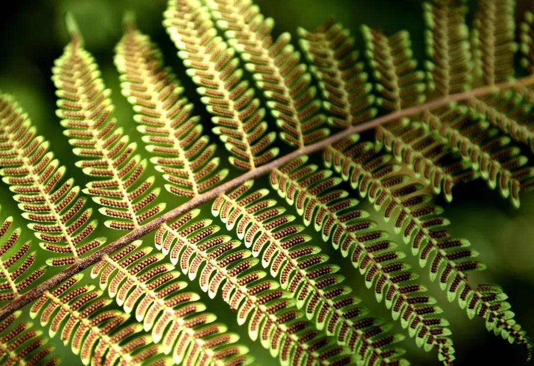 石松类植物与蕨类植物的特征,中国石松目植物的分类系统