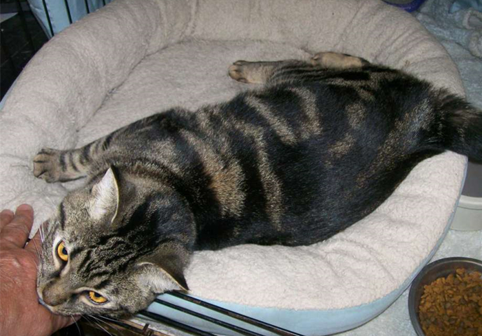 肺部结节跟猫咪有关系吗,辟谣得了肺结节