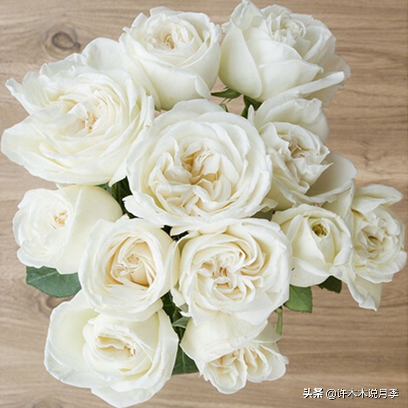 切花大全100种,鲜花大全50种花的花语