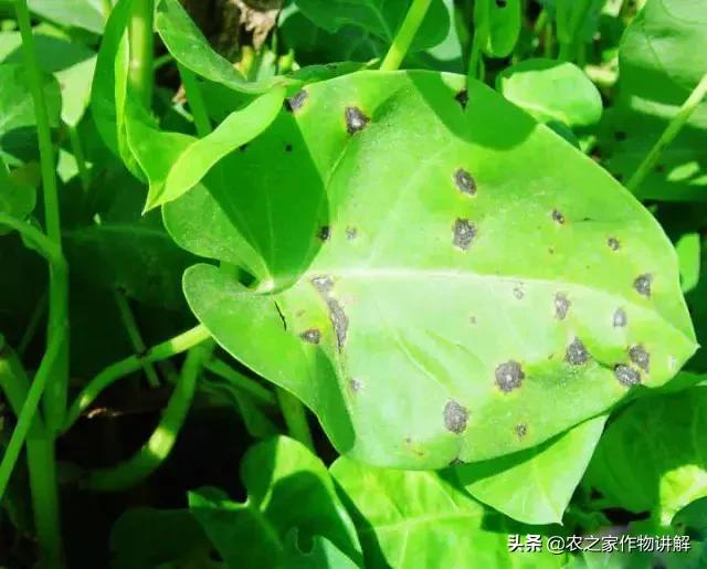 有图有真相史上最全芹菜病害,空心菜病虫害图谱手册