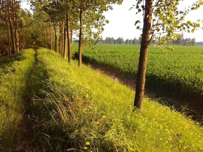 思乡不归乡的人,思乡却不知乡在何处