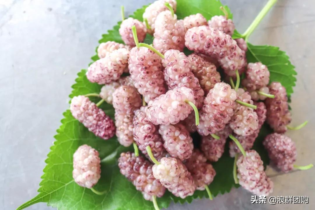 四季果桑有几个品种,新手种果桑哪个品种最好