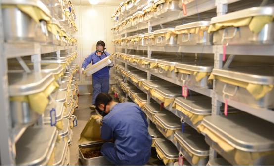 黑蒜抗癌是真的还是假的,吃黑蒜真的好吗