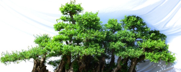 对节白蜡盆景造型大全,对节白蜡盆栽养殖方法