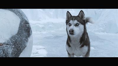 二哈多哥极限逃跑,多哥为什么跟其他哈士奇不一样