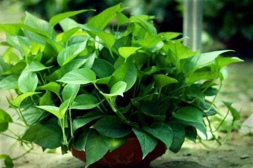 绿萝喜欢喝这三种水绿萝长得旺盛,家养绿萝给绿萝喝点什么长得好