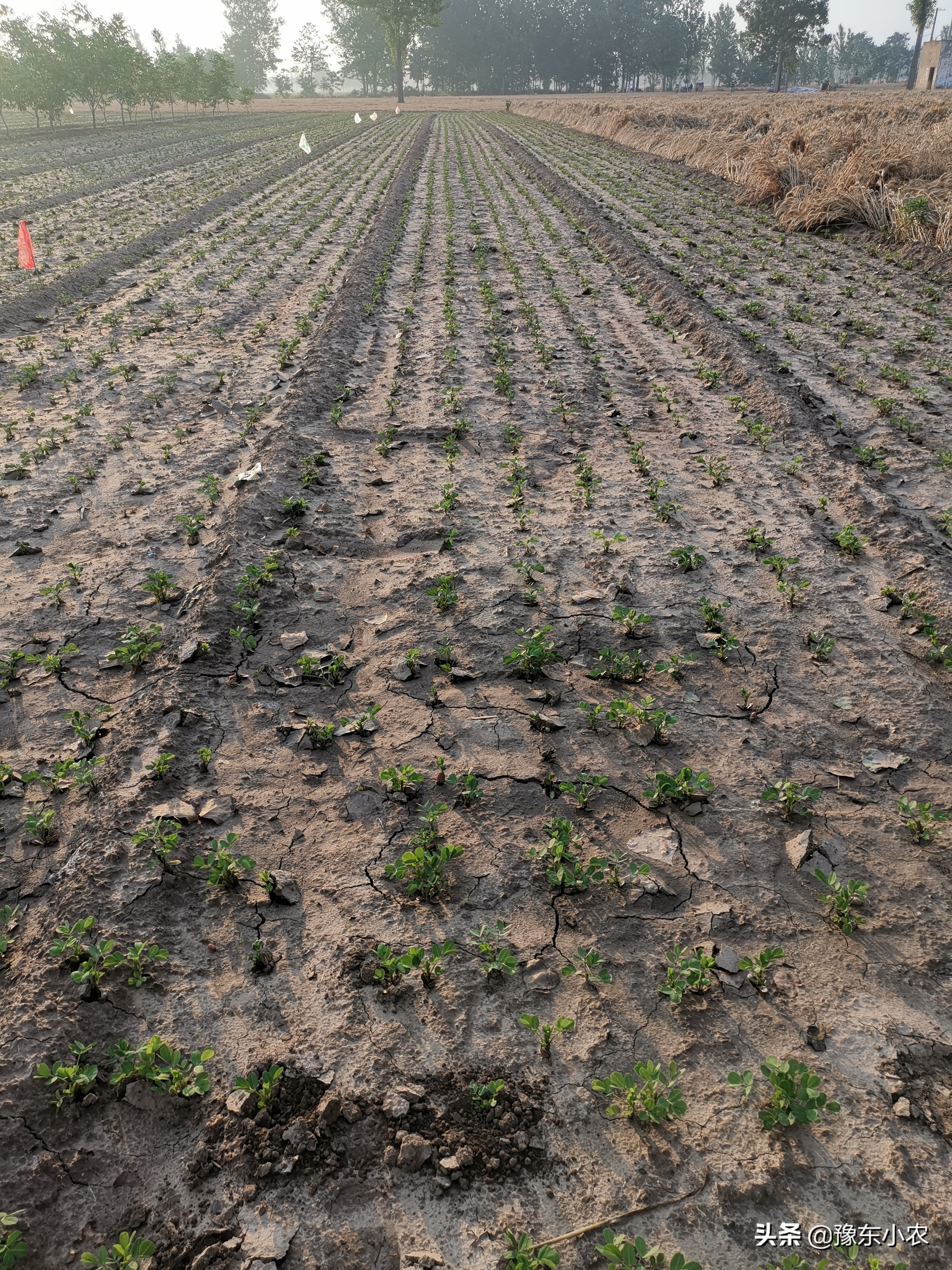 花生缺苗可以移苗吗,花生缺苗现在补苗晚不晚了