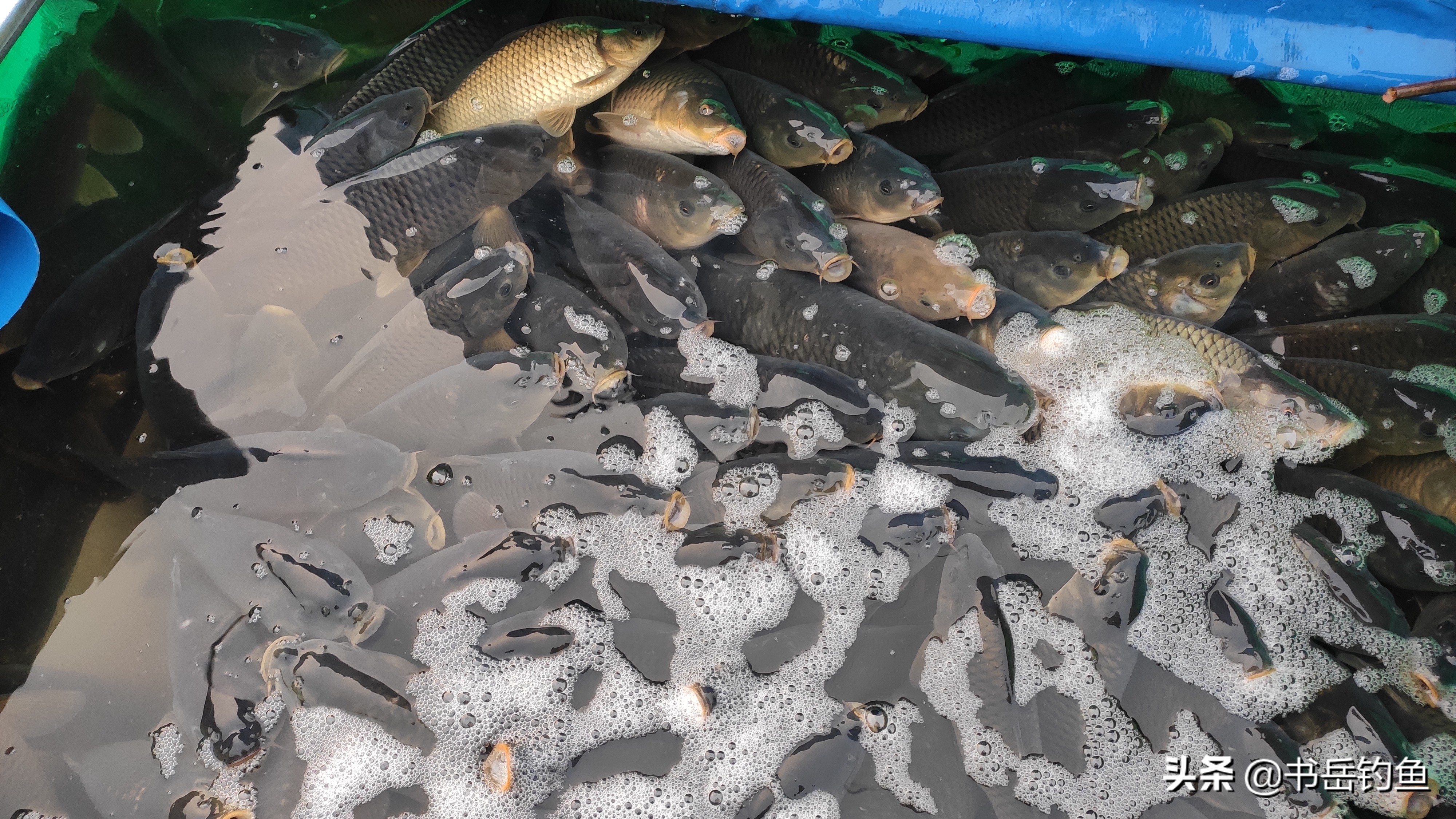 黑坑好钓不好开？当然不是！以本文思路开黑坑还能拥有自己的鱼塘