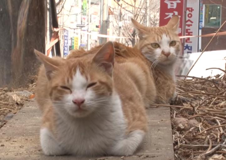 猫冷血无情是什么原因,猫冷酷无情是怎么回事