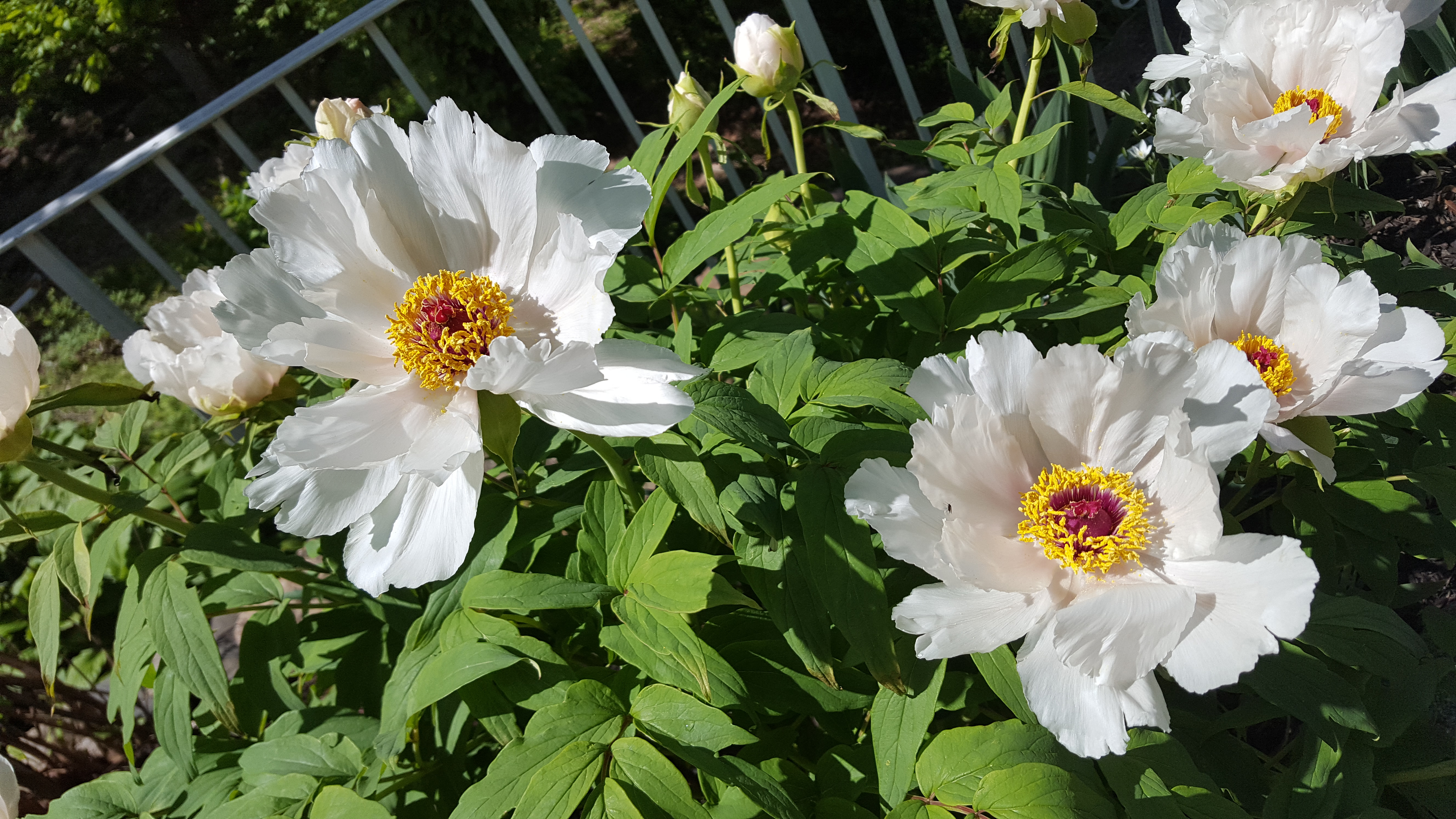 花间语|牡丹花们的老祖宗:凤丹白