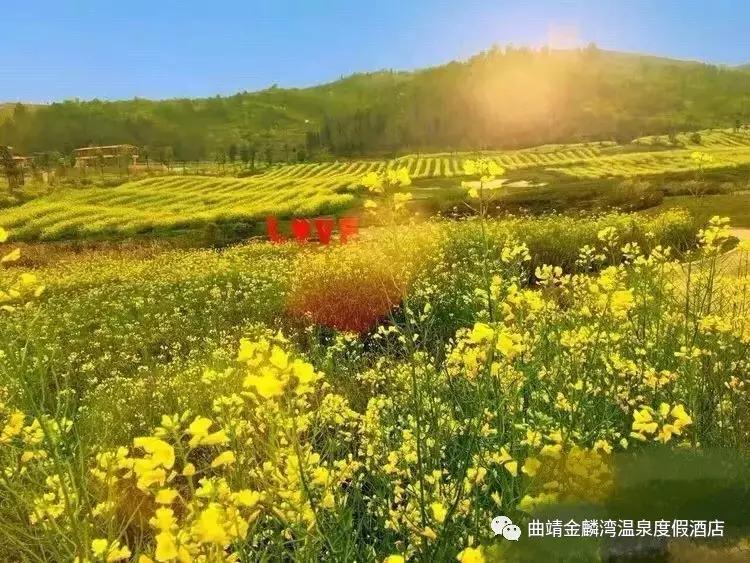 曲靖金麟湾温泉度假酒店别墅,曲靖金麟湾温泉酒店电话