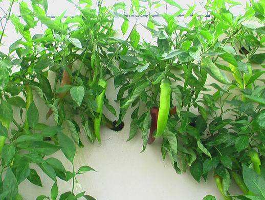 盆栽辣椒结果少,家里盆栽辣椒打枝的正确方法