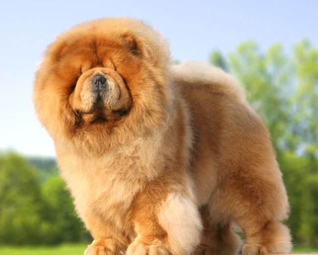 最适合中国人养的十种狗,全世界常见的70种狗