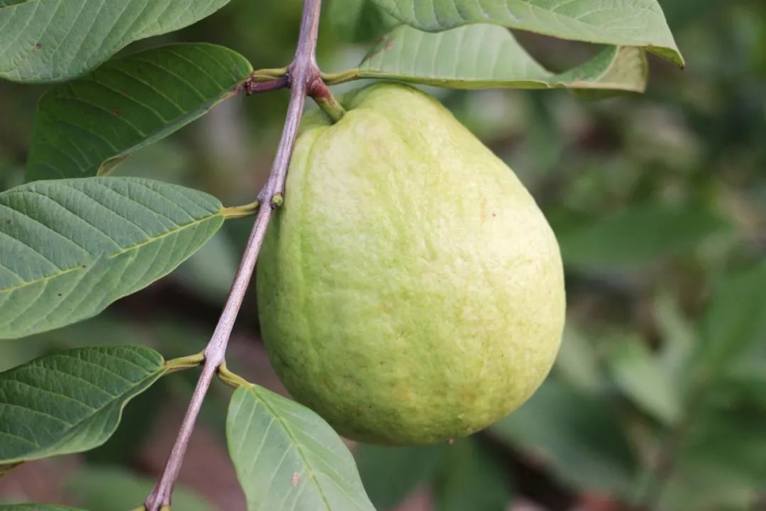 10种果子图片大全,100种果子介绍