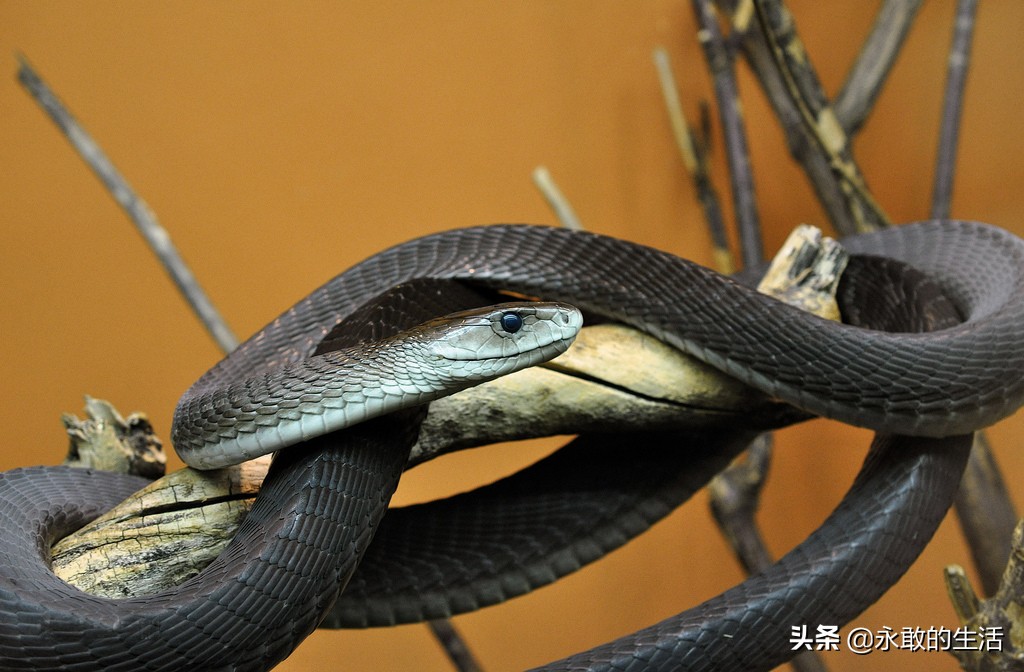 100种有毒的蛇,10种最毒的蛇是哪种蛇