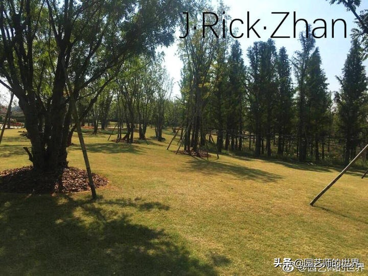 怎么种植草坪不长杂草,如何养好草坪