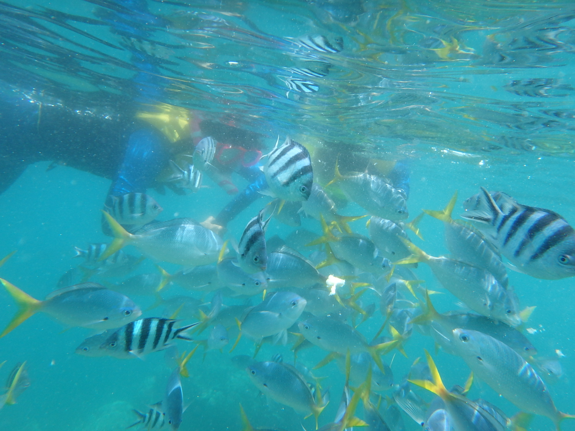 帕劳太平洋水族箱,潜水胜地帕劳水族箱