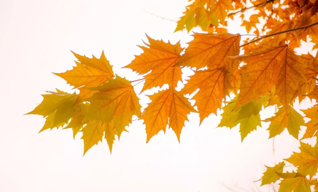 相思了无益下一句,直道相思了无益唯美句子