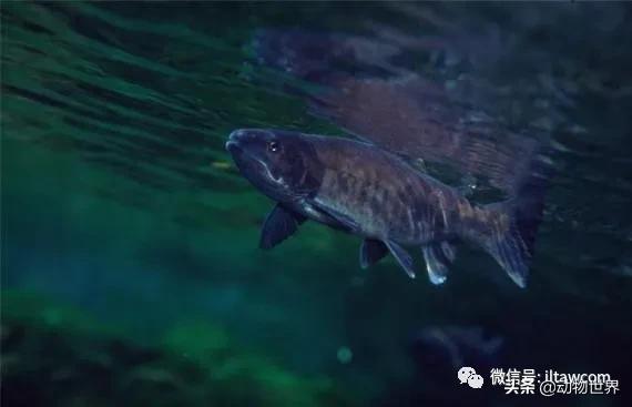 三文鱼是怎样的鱼,三文鱼冷冻后还可以生吃吗