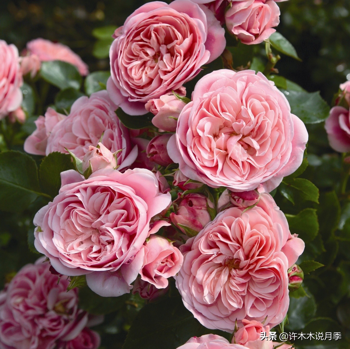 月季同时病害和虫害怎么办,月季感染蓟马怎么办