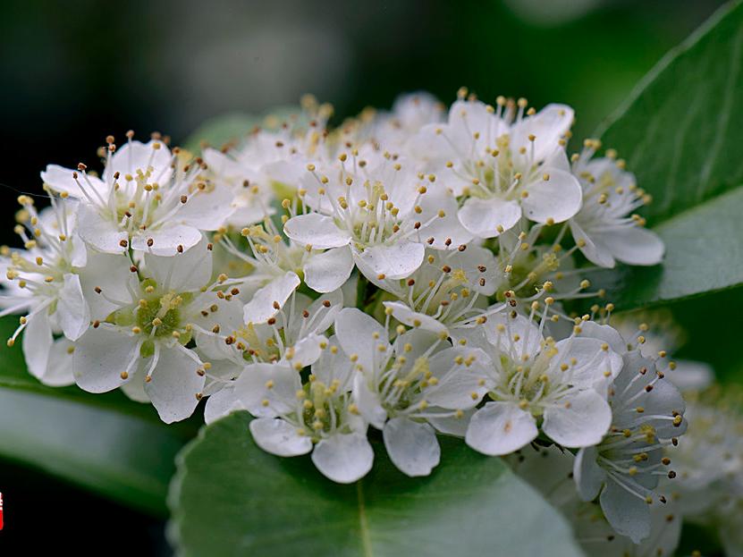 论石楠花的“正经”往事：蜀人称其为“让树”，李白曾赠诗女道士