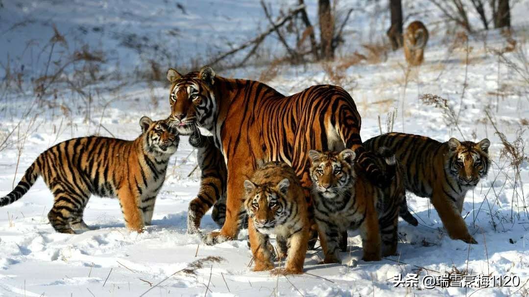 沈阳沈北怪坡免费吗,沈北新区怪坡攻略