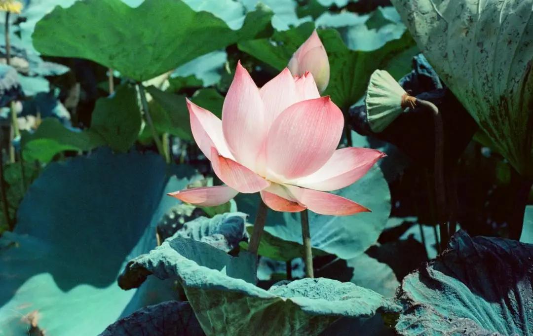 池塘里的“天然降脂药”,能吃能喝,能泡澡!还有这两个“养身宝”,你也别错过