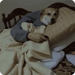 绝育狗狗多少钱,狗狗拆蛋做绝育