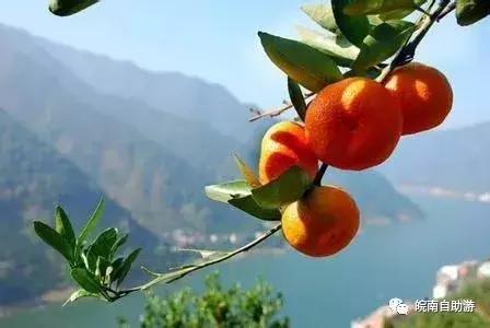 新安江山水画廊景区打卡景点,新安江山水画廊景区九砂晒秋节