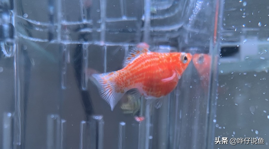 鱼缸里有鱼如何快速培养硝化细菌,鱼缸快速培养硝化细菌的条件